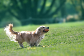 動物の写真